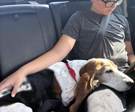 HARPER - Basset Hound available for adoption