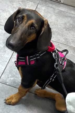 CHARLOTTE Image