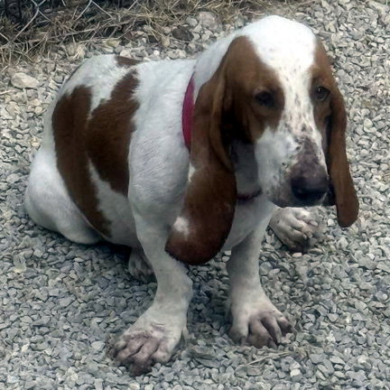 SOPHIE - ADOPTION PENDING!