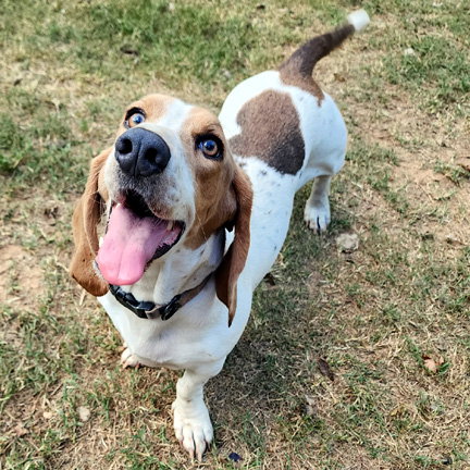 MAPLE - ADOPTION PENDING!