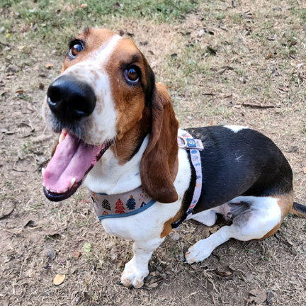 HONEY - ADOPTION PENDING!