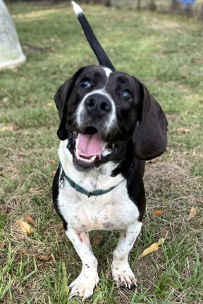 MELVIN - Basset Hound available for adoption