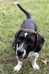 MELVIN - Photo 4