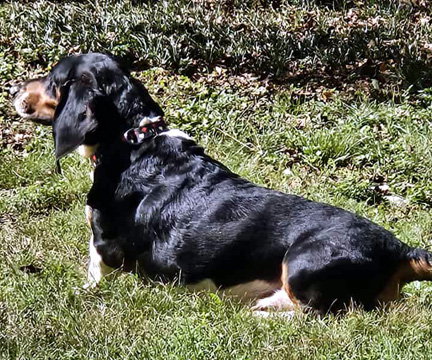FLOPPY - ADOPTION PENDING!