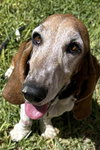 CANELA - Photo 6