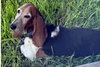 CANELA - Photo 5