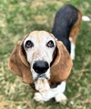 CANELA - Photo 4