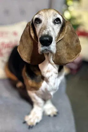 Canela image 2