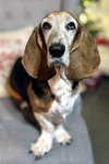 CANELA - Photo 1