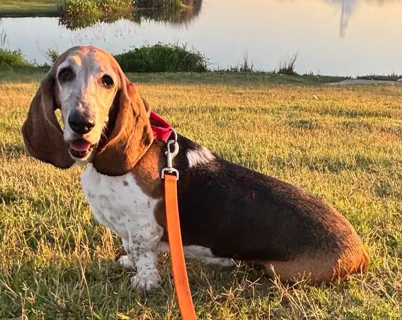 Canela - Basset Hound