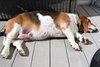 BAILEY - Photo 2