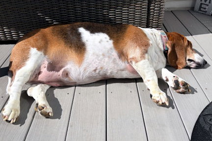 BAILEY - Basset Hound available for adoption