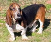 BEAU - ADOPTION PENDING! - Photo 2