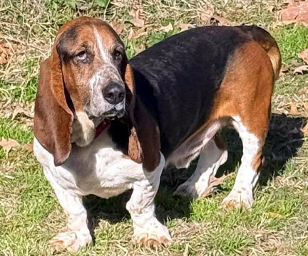 BEAU - ADOPTION PENDING! - Basset Hound available for adoption