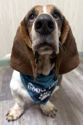 BEAU