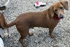 BAMBI - ADOPTION PENDING! - Photo 3