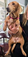 BAMBI - ADOPTION PENDING! - Photo 2