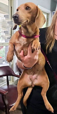 BAMBI - ADOPTION PENDING! - Basset Hound / Dachshund available for adoption