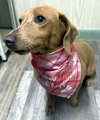 BAMBI - ADOPTION PENDING! - Photo 1