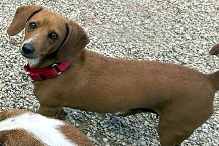 FLOWER - Basset Hound / Dachshund available for adoption