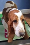 BOSTON - ADOPTION PENDING! - Photo 2