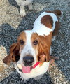 BOSTON - ADOPTION PENDING! - Photo 3