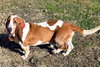 BOSTON - ADOPTION PENDING! - Photo 1