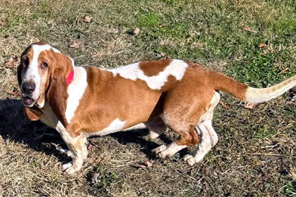 BOSTON - ADOPTION PENDING! - Basset Hound available for adoption