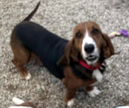 BROOK - ADOPTION PENDING!