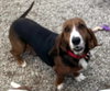 BROOK - ADOPTION PENDING! - Photo 1