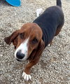 BROOK - ADOPTION PENDING! - Photo 2