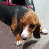 BROOK - ADOPTION PENDING! - Photo 3