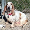 CAROLINA - ADOPTION PENDING! - Photo 3