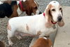 CAROLINA - ADOPTION PENDING! - Photo 4