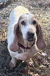CAROLINA - ADOPTION PENDING! - Photo 2