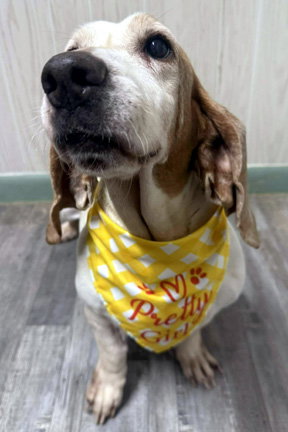 CAROLINA - ADOPTION PENDING!