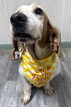 CAROLINA - ADOPTION PENDING! - Photo 1