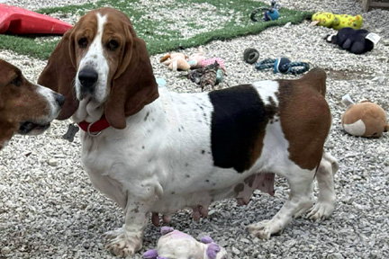 TENNESSEE - Basset Hound available for adoption