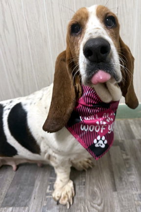 TENNESSEE - Basset Hound available for adoption