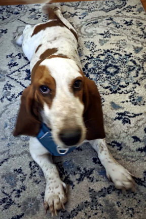 ELLIE MAE - ADOPTION PENDING!