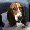 EMILY - ADOPTION PENDING! - Photo 1