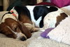 EMILY - ADOPTION PENDING! - Photo 2