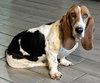 EMILY - ADOPTION PENDING! - Photo 3