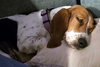 EMILY - ADOPTION PENDING! - Photo 4