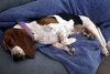 EMILY - ADOPTION PENDING! - Photo 5