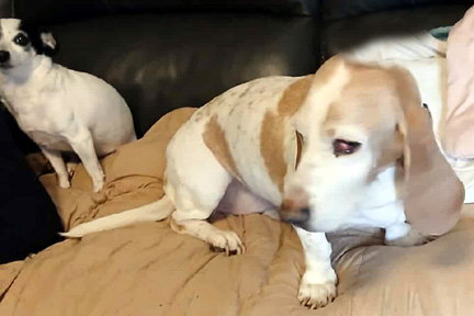 MACY - ADOPTION PENDING!