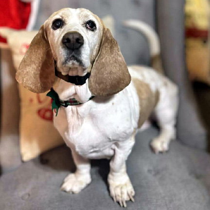 MACY - ADOPTION PENDING!