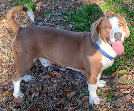 GEORGE - Basset Hound available for adoption