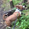 GEORGE - Photo 1