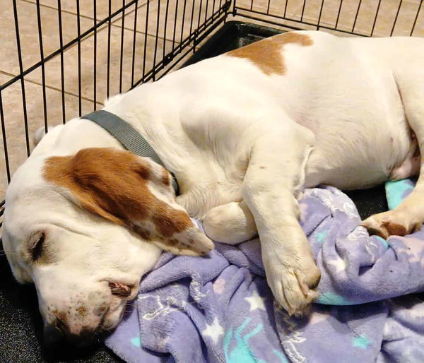 JACKSON - ADOPTION PENDING!